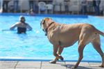 Honden zwemmen (6)